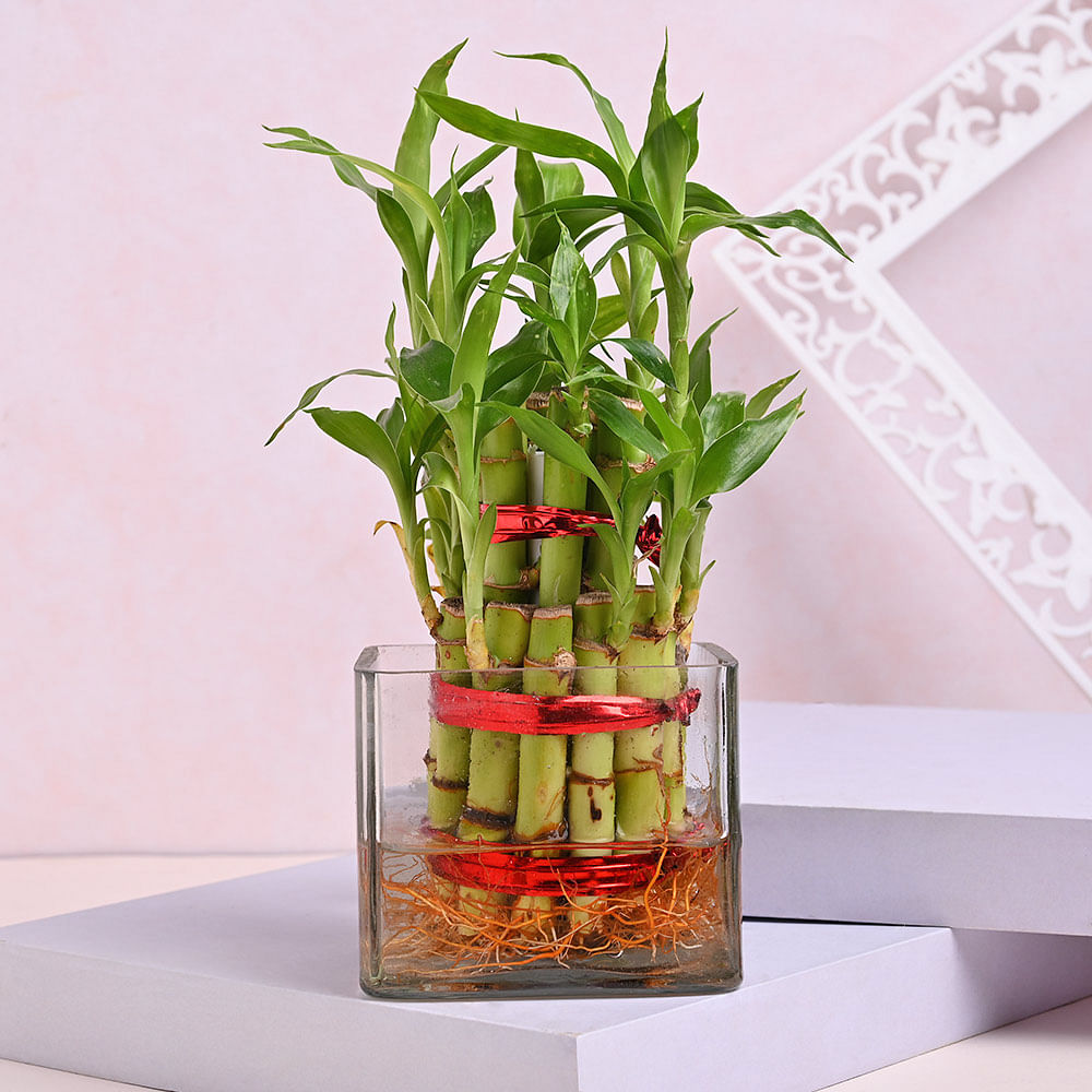 Buy Null-2 Layer Lucky Bamboo